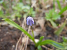 Scilla bifolia_Alpine Squill (2013, Mar.10)