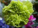 Green Dianthus (2013, March 10)