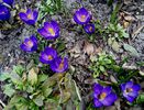 crocusi