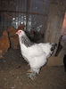 gaina 2