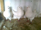 87066286_JHPLAPS3
