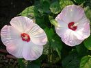 hibiscus moscheutos 1