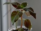 Kohleria Yf s Sweet and Fresh
