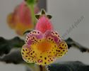 Kohleria Viktoria (ni)