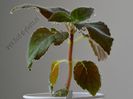 Kohleria Yf s Sweet and Fresh
