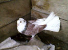 Ady91-0057