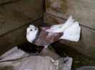 Ady91-0058