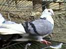 Ady91-0068
