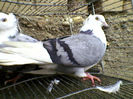 Ady91-0069