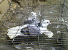 Ady91-0070