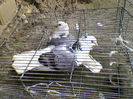 Ady91-0071