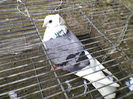 Ady91-0077
