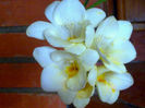 alte floricele,acelasi parfum