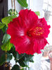 13 martie 2013-flori 001