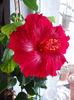 13 martie 2013-flori 002