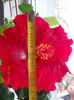 13 martie 2013-flori 005