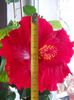 13 martie 2013-flori 006