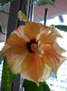 13 martie 2013-flori 010