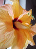 13 martie 2013-flori 011