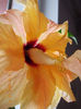 13 martie 2013-flori 013