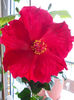 13 martie 2013-flori 016