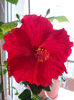 13 martie 2013-flori 030