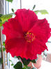 13 martie 2013-flori 029