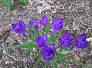 crocusi