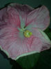 crystal -pink