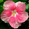 crystal-pink