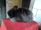 Angora 2013 002