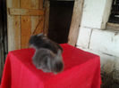 Angora 2013 005