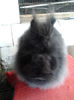 Angora 2013 016