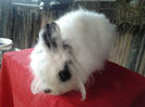 Angora 2013 020