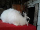 Angora 2013 021