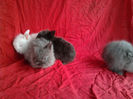 Angora 2013 023