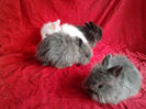 Angora 2013 025