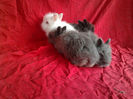 Angora 2013 026