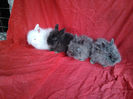 Angora 2013 031