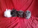 Angora 2013 032