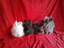 Angora 2013 033