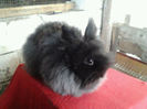 Angora 2013 052