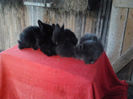 Angora 2013 053