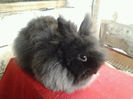 Angora 2013 054