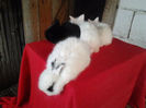 Angora 2013 056