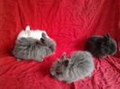 Angora 2013 061