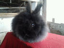 Angora 2013 062