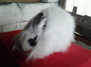 Angora 2013 064
