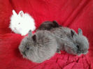 Angora 2013 076