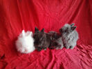 Angora 2013 080